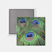 Aimant Kauai Peacock Plumes Photographie (Recto/Verso)