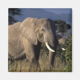 Aimant Kenya : Amboseli, éléphant d'Afrique mâle