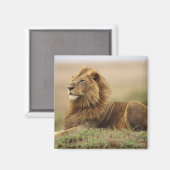 Aimant Kenya, Masai Mara | Lion mâle (Recto/Verso)