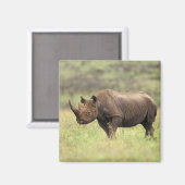 Aimant Kenya, Nairobi National Park. Rhinoceros noirs (Recto/Verso)