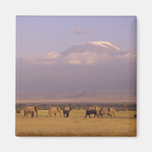Aimant Kenya : parc national d'Amboseli, Éléphants