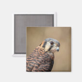 Aimant Kestrel américain (Recto/Verso)