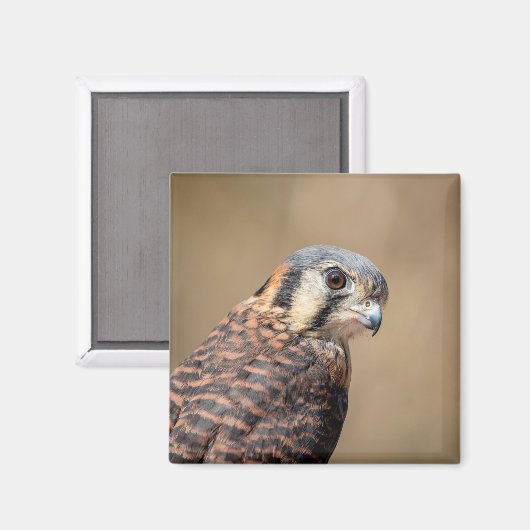 Aimant Kestrel américain (Recto/Verso)