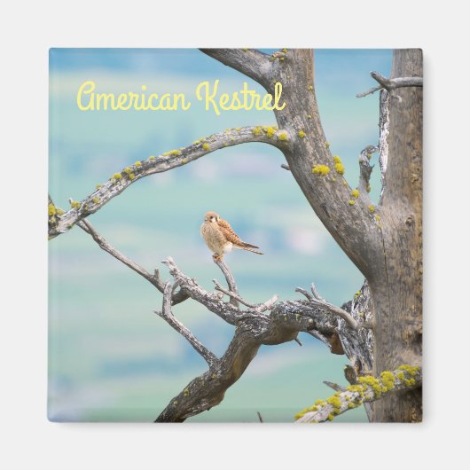 Aimant Kestrel américain (Devant)
