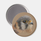 Aimant Kestrel américain (Recto/Verso)