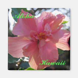 Aimant Ketmie rose en Hawaï