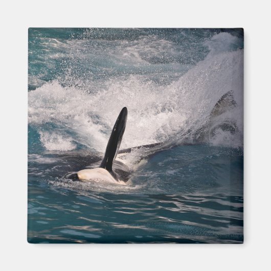 Aimant Killer whale swimming fast (Devant)