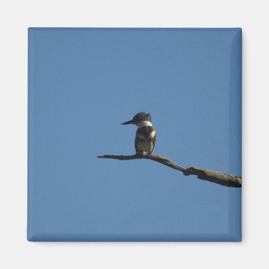 Aimant King Fisher (Devant)