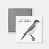 Aimant Kingbird (Recto/Verso)