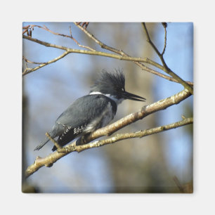Aimant "Kingfisher"