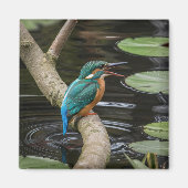 Aimant Kingfisher Bird (Devant)