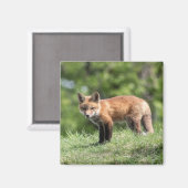 Aimant Kit de Fox rouge (Recto/Verso)