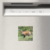 Aimant Kit de Fox rouge (In Situ (Lave-vaisselle))