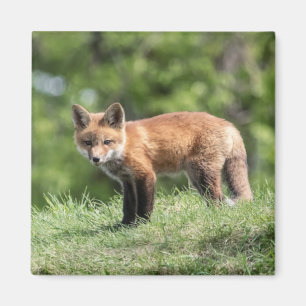 Aimant Kit de Fox rouge