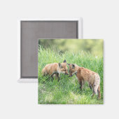Aimant Kits Red Fox (Recto/Verso)