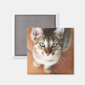 Aimant Kitten (Recto/Verso)