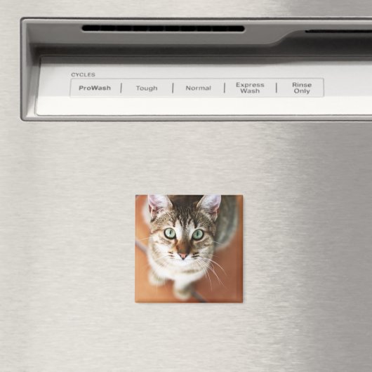 Aimant Kitten (In Situ (Lave-vaisselle))