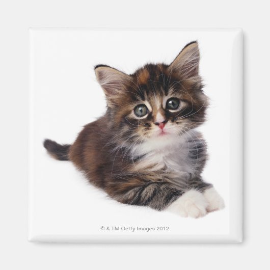 Aimant Kitten (Devant)