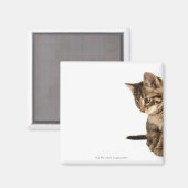 Aimant Kitten 2 (Recto/Verso)