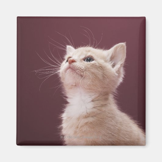 Aimant Kitten avec Whiskers (Devant)