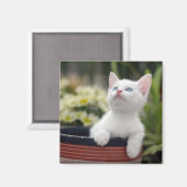 Aimant Kitten blanc turc (Recto/Verso)
