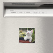 Aimant Kitten blanc turc (In Situ (Lave-vaisselle))