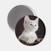 Aimant Kitten blanc vulnérable (Recto/Verso)