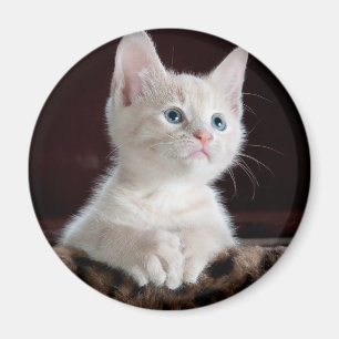 Aimant Kitten blanc vulnérable