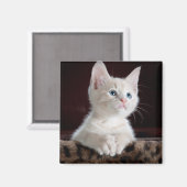 Aimant Kitten blanc vulnérable (Recto/Verso)