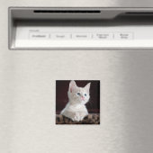 Aimant Kitten blanc vulnérable (In Situ (Lave-vaisselle))