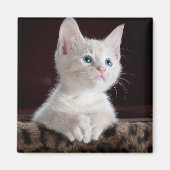 Aimant Kitten blanc vulnérable (Devant)