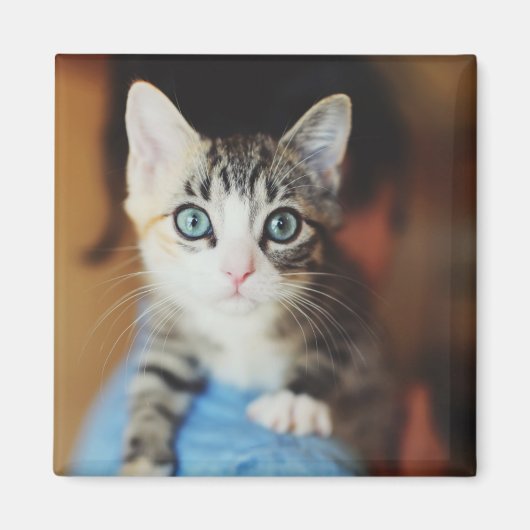 Aimant Kitten bleu clair (Devant)
