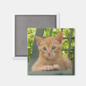 Aimant Kitten Dax (Recto/Verso)