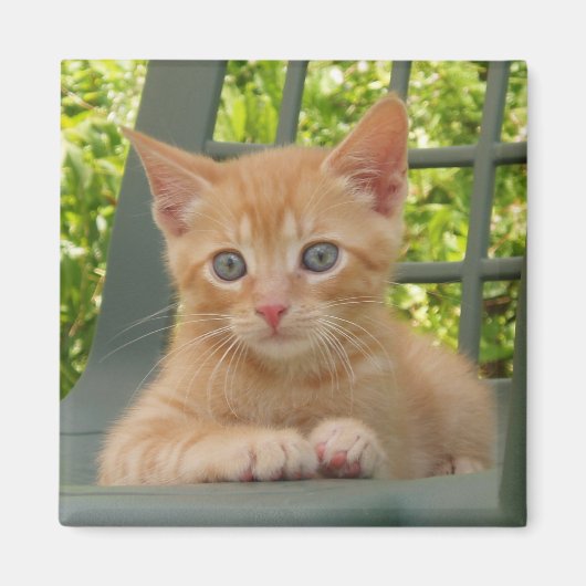 Aimant Kitten Dax (Devant)