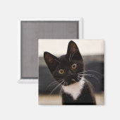 Aimant Kitten de Cute Black And White Tuxedo (Recto/Verso)