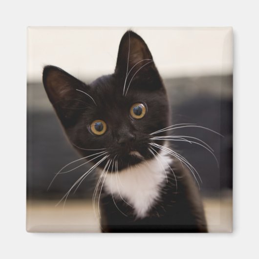 Aimant Kitten de Cute Black And White Tuxedo (Devant)