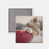 Aimant Kitten Dormir au bol (Recto/Verso)