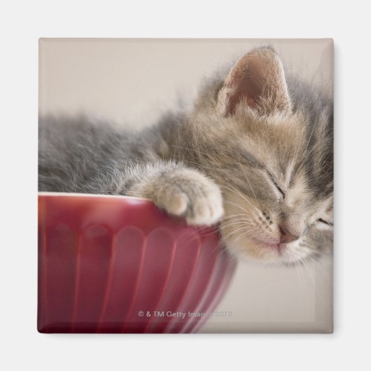 Aimant Kitten Dormir au bol (Devant)