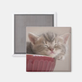 Aimant Kitten Dormir Dans Un Bowl (Recto/Verso)
