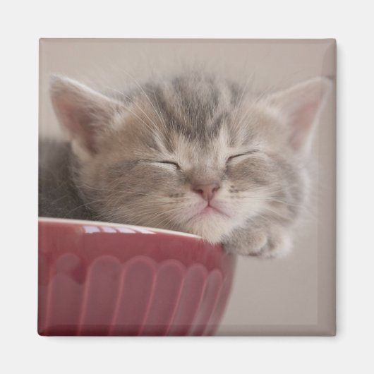 Aimant Kitten Dormir Dans Un Bowl (Devant)