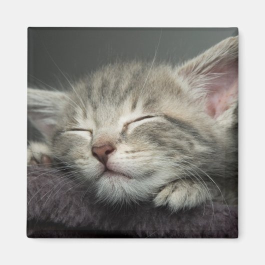 Aimant Kitten endormi (Devant)