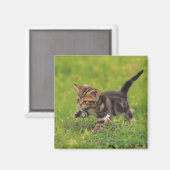 Aimant Kitten explorant la pelouse (Recto/Verso)