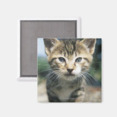 Aimant Kitten extérieur (Recto/Verso)
