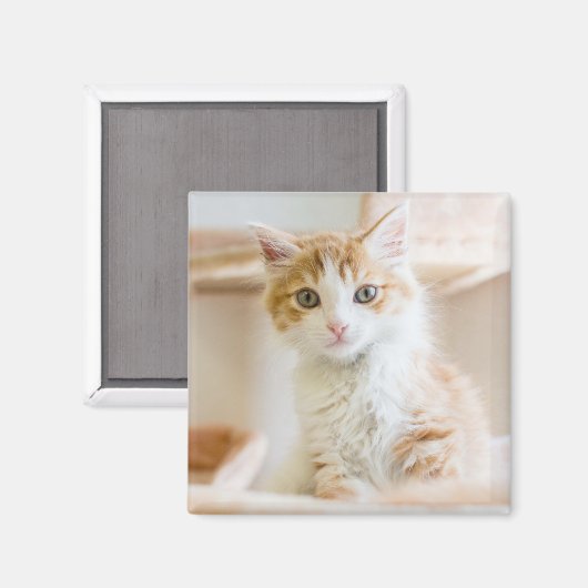 Aimant Kitten orange et blanc (Recto/Verso)