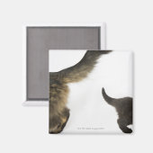 Aimant Kitten Regardez la queue de sa mère (Recto/Verso)