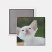 Aimant Kitten siamois blanc (Recto/Verso)