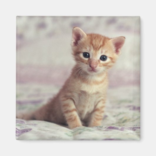 Aimant Kitten Tiny Ginger (Devant)