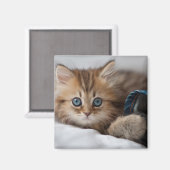 Aimant Kitten With Blue Eyes (Recto/Verso)