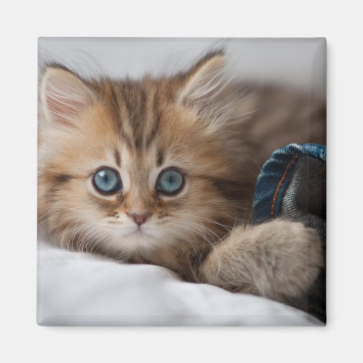 Aimant Kitten With Blue Eyes (Devant)
