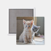 Aimant Kittens de Curious (Recto/Verso)